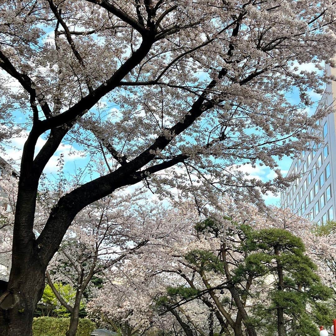牛窪万里子さんのインスタグラム写真 - (牛窪万里子Instagram)「桜も終盤に差し掛かりました。雨の日が多かったのですが、一昨日は晴れ間も出て、ゆっくりと鑑賞出来ました。  景子さんと一緒に#グランドプリンスホテル新高輪 の敷地内に咲く桜を見て回り、さらに天王洲へ移動して目黒川クルーズまで。船に乗りながらのお花見も新鮮で桜も満開で美しかったです！  #お花見 #桜も終盤 #見納め #お花見クルーズ #目黒川 #桜」3月31日 0時10分 - mariko_ushikubo