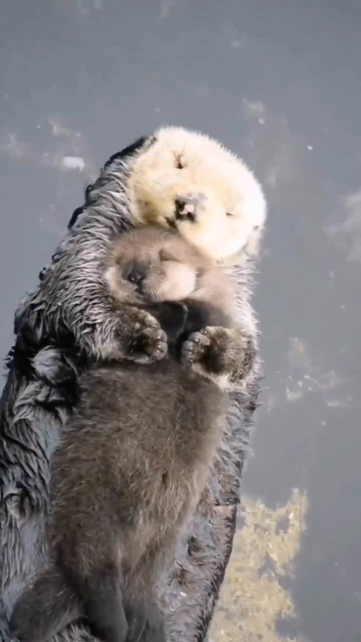 Baby Animalsのインスタグラム：「Momma otter with her pup! ☺️  📸: @earthlyeducation   #otterlife #otterlove #otterlovers #otterlover #cuties #cuteotters #cuteotter #animalslover #animallovers #ottergram #otterlyadorable」