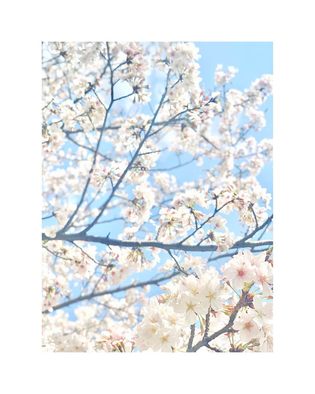 外岡えりかさんのインスタグラム写真 - (外岡えりかInstagram)「. 3月31日。今年度最終日。 素敵な日になりますように🌸✨  #🌸 #桜 #sakura #cherryblossoms #photo #📷」3月31日 10時22分 - erica_tonooka