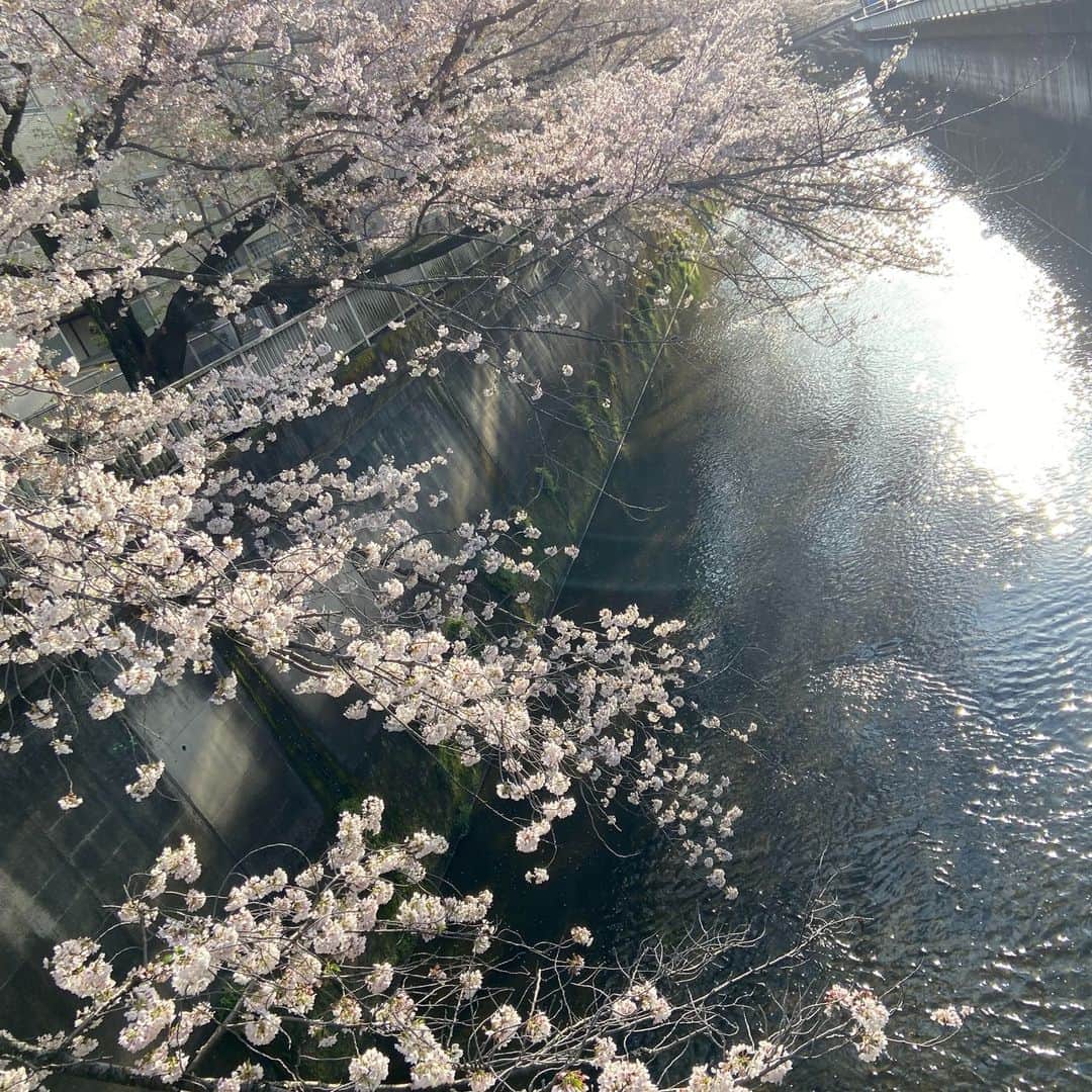 城北不動産さんのインスタグラム写真 - (城北不動産Instagram)「. 今年の桜は、満開の時期がちょうど雨続きで、青空の下で見ることが少なかったように思います. 今、それを取り返す勢いで、淡いピンク色の花びらを舞い散らせながら懸命に咲き香っているように感じます. 石神井川沿いの桜は、本当に綺麗です！. 3枚目は練馬桜台支店のある千川通りの桜です. . 新年度もどうぞよろしくお願い致します♪ . #お花見 #桜 #石神井川 #新築戸建 #練馬 #桜台 #氷川台 #不動産 #保護犬 #ラブラドールレトリバー #ウーちゃん」3月31日 10時29分 - johoku.f