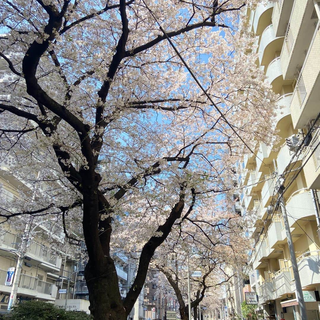 城北不動産さんのインスタグラム写真 - (城北不動産Instagram)「. 今年の桜は、満開の時期がちょうど雨続きで、青空の下で見ることが少なかったように思います. 今、それを取り返す勢いで、淡いピンク色の花びらを舞い散らせながら懸命に咲き香っているように感じます. 石神井川沿いの桜は、本当に綺麗です！. 3枚目は練馬桜台支店のある千川通りの桜です. . 新年度もどうぞよろしくお願い致します♪ . #お花見 #桜 #石神井川 #新築戸建 #練馬 #桜台 #氷川台 #不動産 #保護犬 #ラブラドールレトリバー #ウーちゃん」3月31日 10時29分 - johoku.f