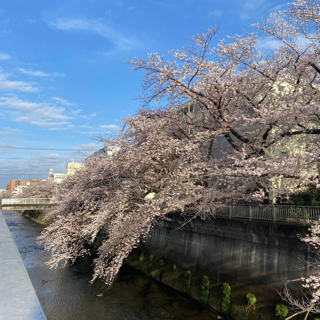 城北不動産のインスタグラム：「. 今年の桜は、満開の時期がちょうど雨続きで、青空の下で見ることが少なかったように思います. 今、それを取り返す勢いで、淡いピンク色の花びらを舞い散らせながら懸命に咲き香っているように感じます. 石神井川沿いの桜は、本当に綺麗です！. 3枚目は練馬桜台支店のある千川通りの桜です. . 新年度もどうぞよろしくお願い致します♪ . #お花見 #桜 #石神井川 #新築戸建 #練馬 #桜台 #氷川台 #不動産 #保護犬 #ラブラドールレトリバー #ウーちゃん」