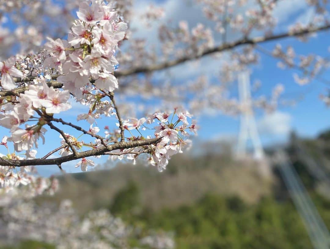 三島スカイウォーク／公式さんのインスタグラム写真 - (三島スカイウォーク／公式Instagram)「スカイウォークにも春がやってきました🙌  現在、桜が綺麗に咲いています🌸 吊橋も桜も富士山も駿河湾も一度に楽しめるのはここだけですよ！👀  春の季節を満喫しにきませんか？🌸🌿  ご来場お待ちしております✨  #三島スカイウォーク #スカイウォーク #静岡 #伊豆 #三島 #箱根 #観光 #吊橋 #日本一 #富士山 #駿河湾 #桜 #春」3月31日 10時42分 - mishima_skywalk