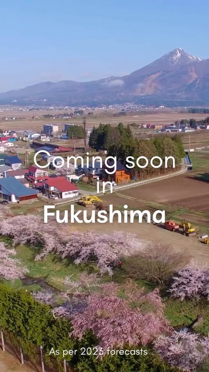 Rediscover Fukushimaのインスタグラム：「🌸Sakura is blooming in Fukushima🌸  Many sakura spots in the coastal area are now in full bloom! 🤩  In Fukushima City there are plenty of beautiful blossoms as of now too!  The coming days will see even more pretty pink flowers all over the prefecture!  Here are some estimated best-viewing dates/locations this year:  🌸Late March/Early April: Hanamiyama Park (Fukushima City)  🌸Early April: Miharu Takizakura (Miharu Town)  🌸Early-mid April: Natsui Senbon-Zakura (Ono Town) 🌸Early-mid April: Yunokami Onsen Station (Shimogo Town)  🌸Mid-April: Nicchu Line Weeping Cherry Blossoms (Kitakata City)  🌸Mid-late April: Kannonji-gawa River Cherry Trees (Inawashiro Town)  🌸Late April: Sakuratoge Pass (Kitashiobara Village)  💡Tip: Check the location’s website/social media on the days leading up to your visit!  Many top spots (like Hanamiyama, Miharu Takizakura, etc.) post daily updates of the blossoms.   Check our website, where you will find sakura itineraries, top sakura spots, and more! 🙌  Where will you be enjoying hanami (flower-viewing) in Fukushima prefecture? 🙌  Let us know in the comments, and don’t forget to save this post for your sakura trip to Fukushima prefecture! 🔖🌸💕  #fukushima #visitfukushima #visitjapan #tohoku #spring #drone #dronevideo #hanami #hanami2023 #hanamitrip #springinjapan #springinfukushima #flowers #sakura #sakuraseason #sakuraforest #hanamiyama #miharutakizakura #nicchuline #natsuisenbonzakura #yunokamionsenstation #kannonjigawariversakura #japantrip #japantravel #japanreels #beautiful #tohoku #tohokucamerafan #tohokutrip #tohokujrpass」