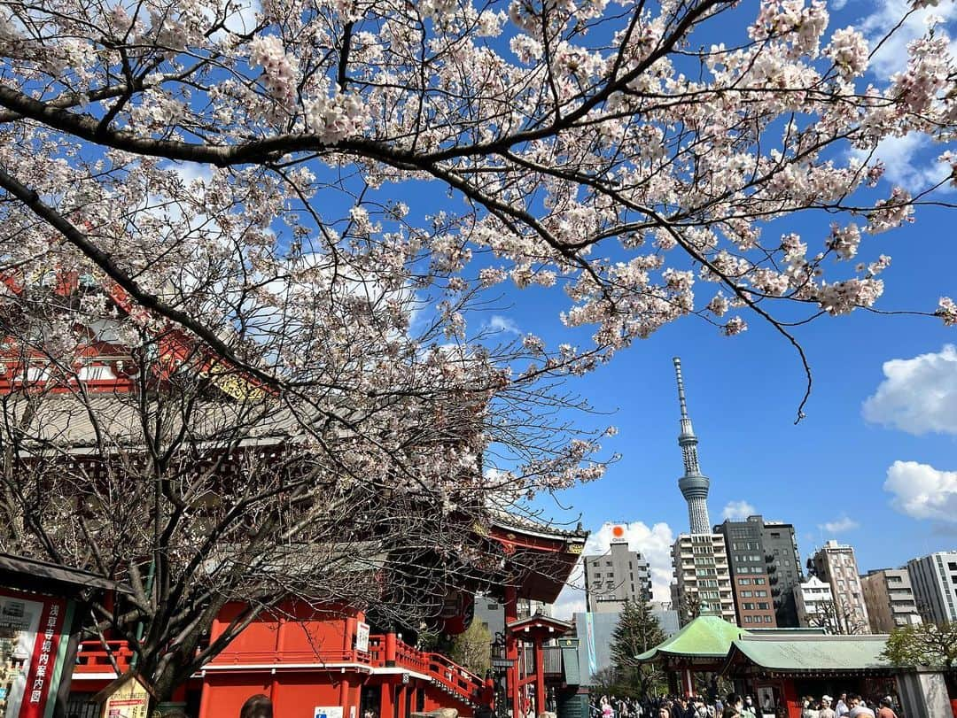 西岡良仁のインスタグラム：「Spring break in Tokyo.  #spring #tokyo #japan #cherryblossom #asakusa #beautifulseason #春　#東京　#日本　#桜　#浅草　#浅草寺」