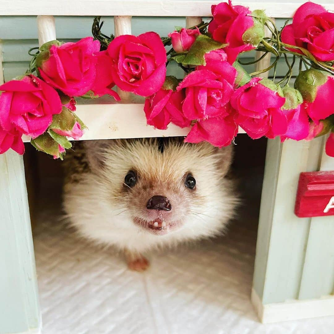 あずきのインスタグラム：「Uiro looking forward to dinner🥘🍎🐛 ワクワク顔のうい郎✨ . #はりねずみ #ハリネズミ #hedgehog #pygmyhedgehog #lovelypet #cuteanimals #はりねずみのうい郎 #hedgie #Hérisson #igel#riccio #Erizo #고슴도치 #刺猬 #hedgehogazuki  #hedgehogsofinstagram #animaladdicts #cuddles #meowed #petscorner  #cutepetclub #cozy .」