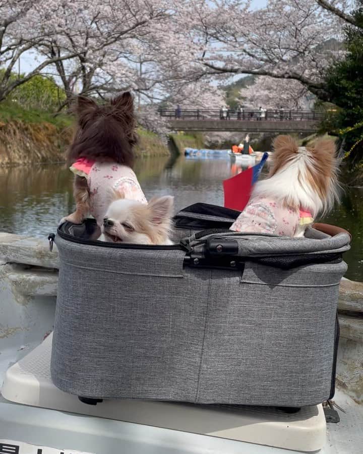 tetoyanyanのインスタグラム：「お花見船🌸  #dogs#instdog#dog#dogstagram#instapet#petstagram#petoftheday#mydog#instachihuahua#chihuahuaofinstagram#chihuahualove#chihuahualover#chihuahua#chihuahuas#チワワ#多頭飼い#ロングコートチワワ#チワワ部#ig_dogphoto#petoftoday #todayswanko#west_dog_japan#Todaysteto#dogstagram」