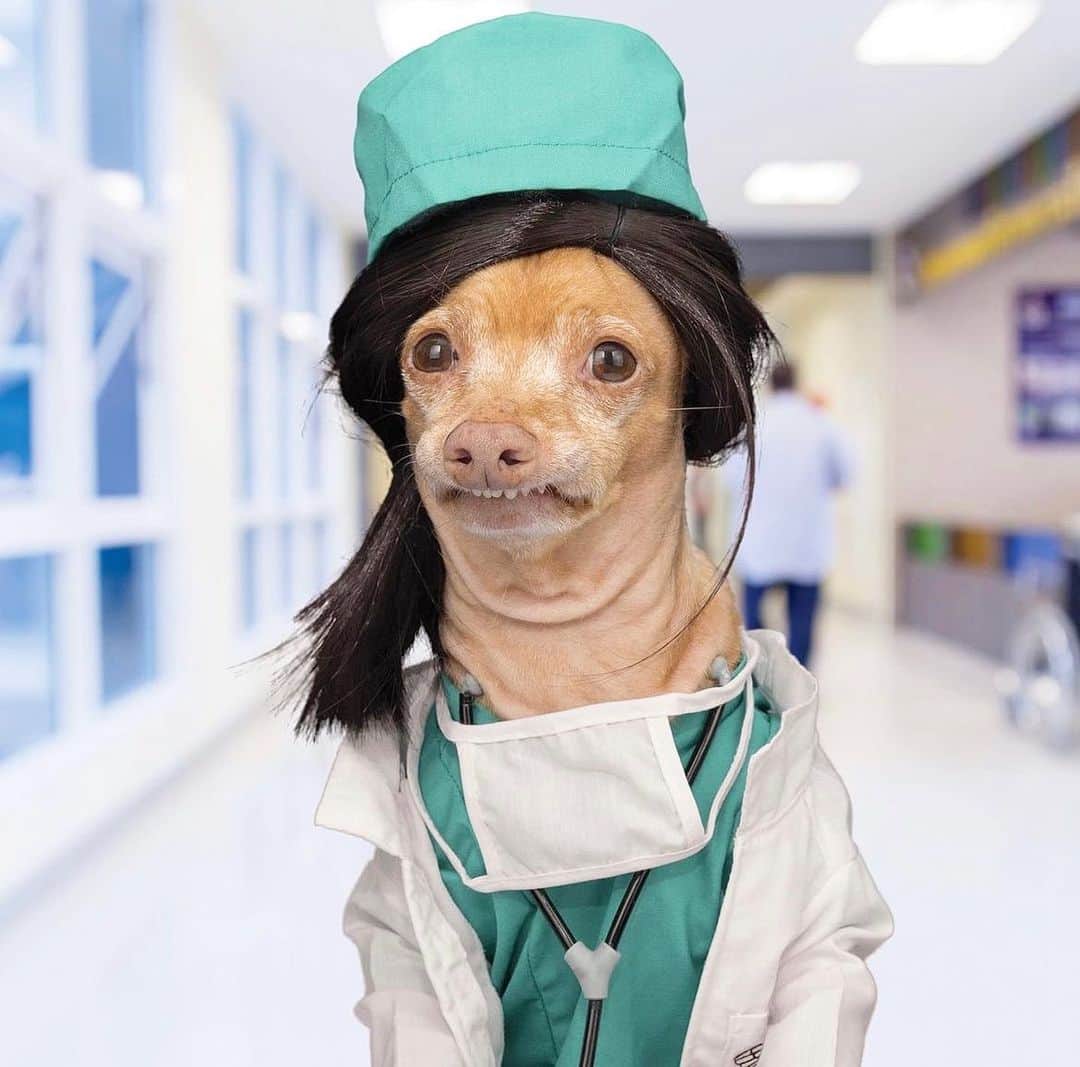 Tuna {breed:chiweenie} のインスタグラム：「A HUGE thank you to doctors around the globe for your commitment and sacrifice to keeping us healthy and well. Tag your doctor or a doctor you know to thank them! #nationaldoctorsday」