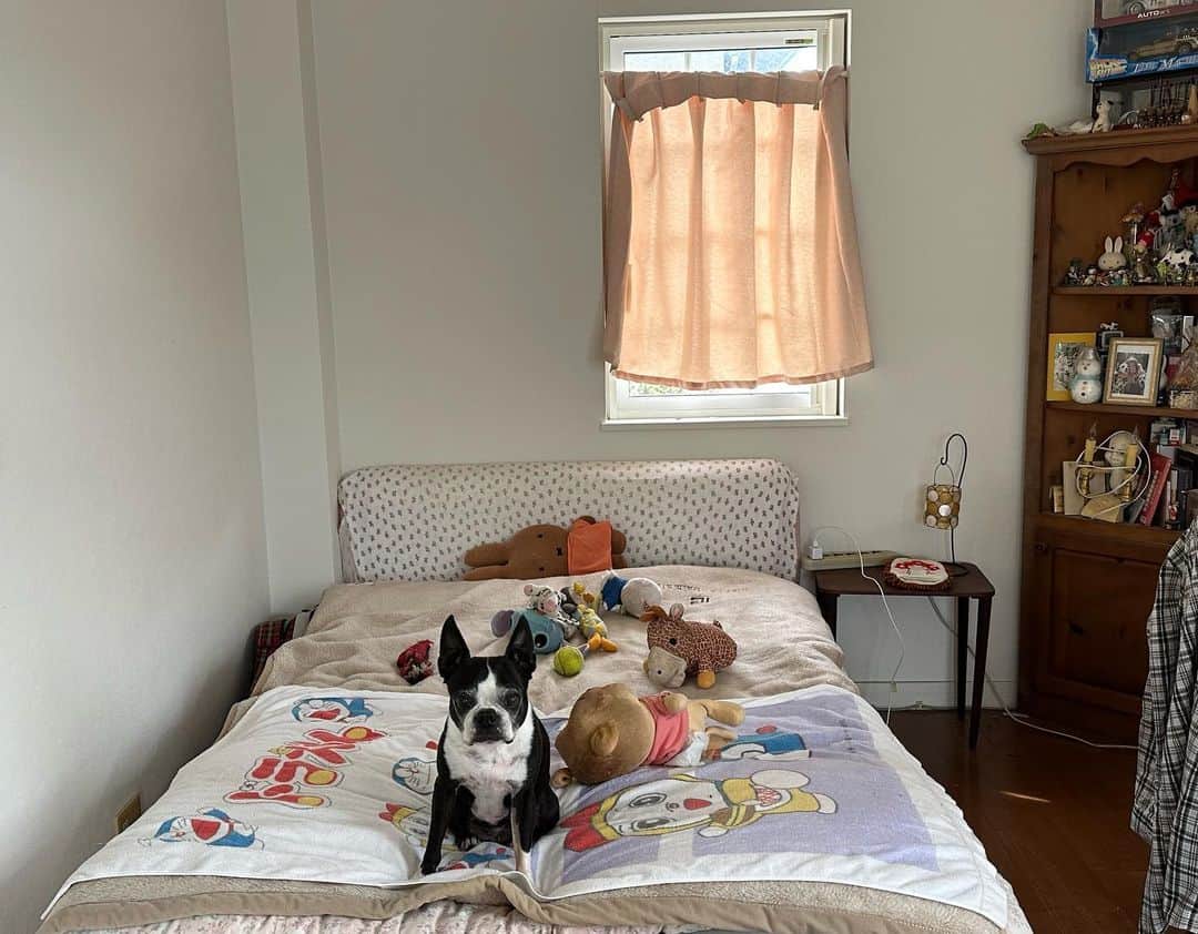 柴田淳さんのインスタグラム写真 - (柴田淳Instagram)「ツッコミどころ満載の旧私の部屋です。 今はメグの部屋になっています。  私が実家に戻ると、自動的に私のベッドとなり、こむぎの縄張りになります。 メグはソファで眠ります。  何度か一緒に寝たのですが、 どうしても身体に何かが触れたり、 毛布が1mmでも動いたり、 鼻息がかかるだけで気が散るようです。  こむぎは常に体が誰かにくっついていないと不安な子です。 メグは1人で寝たい派です。  私が寝てる間にこむぎが持ってきたおもちゃ達です。 この小汚いベッドとももうそろそろお別れです。 #bostonterrier #dog #寝室」3月31日 11時01分 - shibatajun_official