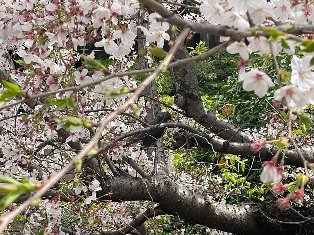 佐野史郎のインスタグラム：「今日の #桜 🌸 この鳥、何？ ツグミかなあ？ #まどのそと」