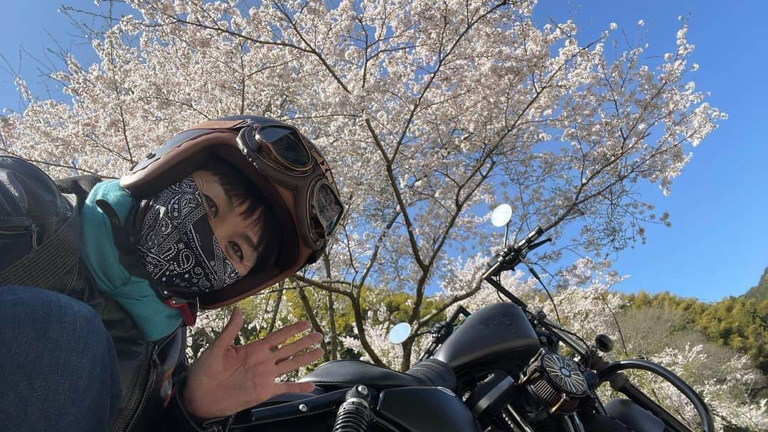 山本華世さんのインスタグラム写真 - (山本華世Instagram)「#ハーレーダビットソン #harleydavidson  #japan #福岡 #佐賀 #三瀬そば  #三瀬 #桜 #桜満開 #ツーリング #ひとり旅 #バイク女子といえる歳ではない  #バイク女子  #バイクのある風景  #バイク好きな人と繋がりたい  #ジムニー好きな人と繋がりたい」3月31日 11時12分 - kayo_092