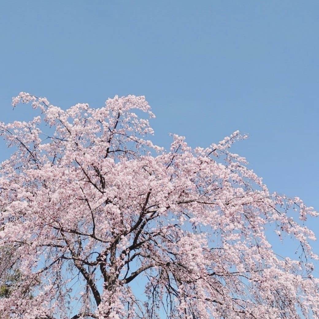 土屋太鳳さんのインスタグラム写真 - (土屋太鳳Instagram)「. 子どもの頃から美しい桜を見ると この桜には桜の精が宿っていて この場所で何度も何度も春が来るたび たくさんの人の心を 時間を超えて 見守ってきたのかなと感じます。 . 素晴らしい作品、映画やドラマも 似ていると思います。 公開されたりオンエアされた後も 心を込めて創られた作品は 何度も人の心を包むし 込められた想いや愛情は 時間を超えて観る人の心に届くから。 . 映画『日輪の遺産』のオーディションで 私を見つけて下さった、 そして ドラマ『約束のステージ ～時を駆けるふたりの歌～ 』にて 御一緒させていただいた #佐々部清監督 、 空の彼方でお元気ですか？ あの大きな笑顔で今日も よーい…スタート！………カットー！ と気合のこもった張りのある声で 作品を撮っていらっしゃるでしょうか。 それとも ロケハンをしていらっしゃるでしょうか。 . 私はなんとアクターズショートフィルムで 監督を経験させていただきました。 あらためて 監督というお仕事の強烈な責任感と その責任を背負うためには 圧倒的な情熱が必要なんだということを 思い知りました。 . 佐々部監督と『日輪の遺産』で御一緒したときに 館山でのロケの合間にお話した 祖父の体験と思いをやっとテーマに出来たから、 観ていただきたかったな… . でも もしかしたら 観てくださってるかな… と願いつつ、 早すぎる桜を観ました。 . これからも作品の中で お会いできますよう。」3月31日 11時30分 - taotsuchiya_official