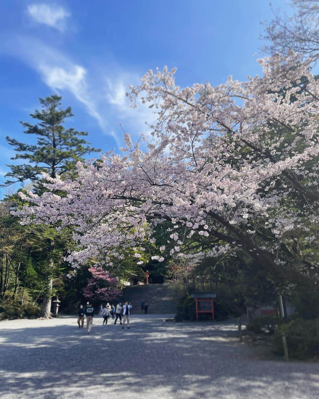 小俣里奈のインスタグラム：「まだガッツリお花見できてない🌸 散らないでおくれ。  #桜　#お花見　#桜の下でビール飲みたい #普通にビール飲みたい #ビール飲みたいなぁ #ビール飲ませて #ビールをくれ #とにかくビール #ビール #🍺 #🍻」