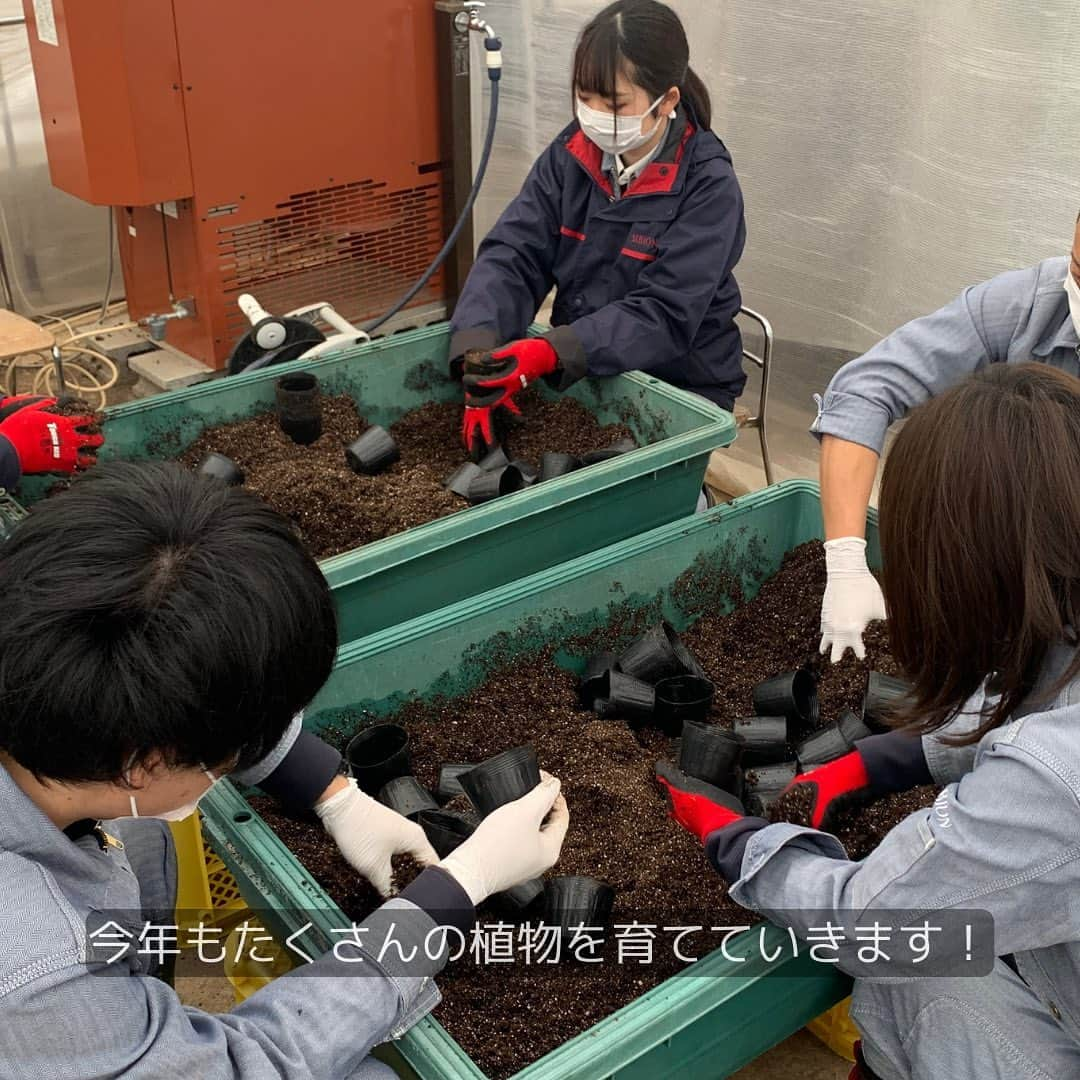 IGNIS イグニスさんのインスタグラム写真 - (IGNIS イグニスInstagram)「🌿白神研究所「産地からの便り」🌿 春の訪れとともにウイキョウの種まき  白神研究所のある藤里町には、 例年よりも早く春がきたようです。 雪解け水が流れる場所には雪のトンネルができ、 春の訪れを告げるフキノトウが次々と咲いています。  突然の春に白鳥たちも大急ぎ？ 毎年藤里町にやってくる白鳥も、  例年よりも多く飛来し、田んぼで羽を休めていました。   （雪解け水の流れる音や白鳥たちの鳴き声動画で癒されたい方は、ぜひリールもチェックしてみてください♡）  3月になりいよいよ植物の栽培もスタート！ 種まきの最初のスタートを切ったのはウイキョウです。  ウイキョウのエキスになる果実の部分は、 熟すと硬い種になります。 これを手作業で土に埋め込み、 2週間ほどすると小さな芽が出てきました。 一生懸命に伸ばそうとしている葉がかわいらしいです🌱   ウイキョウを皮切りに、 今年もこれからたくさんの植物を育てていきます。  ✼••┈┈••✼••┈┈••✼ 植物の恵みを肌に届けるために。 植物を育むところからとことんこだわって。  公式サイトでも、研究員が綴る日々の記録を写真とともに公開中です。 プロフィールのURLよりぜひご覧ください🌿 @ignis_official ✼••┈┈••✼••┈┈••✼  #IGNIS #イグニス #白神研究所 #オーガニックファーム #こだわりの自然素材 #植物の力 #オーガニック #無農薬 #無農薬栽培 #白神山地 #春の訪れ #春支度 #春到来 #雪解け #雪解け水 #せせらぎ #ASMR #フキノトウ #ふきのとう #白鳥 #白鳥飛来 #癒し動画 #種まき #種 #発芽 #畑仕事 #栽培 #植物栽培 #ウイキョウ #白神産ウイキョウ」3月31日 11時32分 - ignis_official