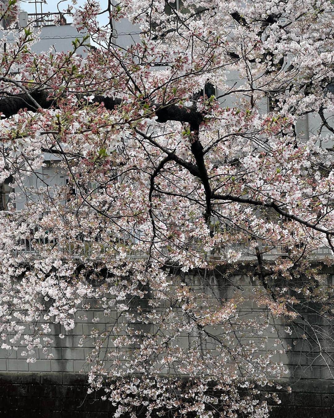 ヨネスケさんのインスタグラム写真 - (ヨネスケInstagram)「今年の江戸川公園、流れてる川は、神田川」3月31日 11時39分 - yonesuke5656