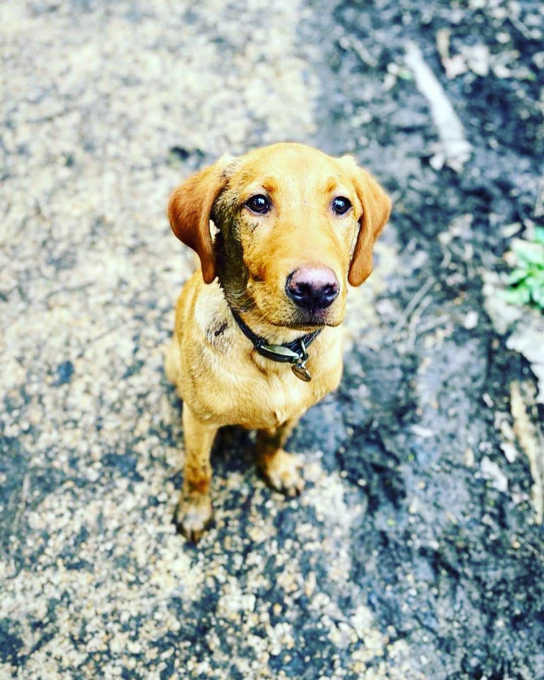 トム・フェルトンのインスタグラム：「Forrest is six months old today. He’s been nothing but a joy. Swipe for our family portrait attempts x」