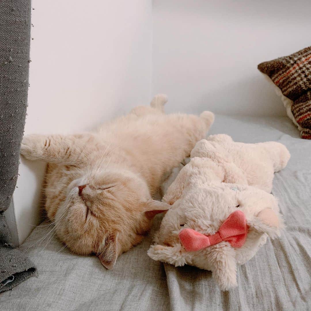 Little & Miloさんのインスタグラム写真 - (Little & MiloInstagram)「ˁ̡̡̡∗︎⁎⃙ ̫⁎⃙ˀ̡̡̡ ˳̩︎𝑀𝑖𝑙𝑜︎♡⃝𝑀𝑎𝑟𝑖𝑒 同じポーズで寝てる💤 𝑀𝑖𝑙𝑜♡⃝𝑀𝑎𝑟𝑖𝑒由小時候開始。。。以相同姿勢睡覺💤  #LittleMilo #littlemilo #マンチカン #短い手足 #munchkin #munchkincat #可愛い猫 #立つ猫 #寝顔 #可愛い寝 #猫のいる幸せ #猫のいる生活 #猫のいる暮らし  #猫好きな人と繋がりたい #Marie #マリー #マリーちゃん  Instagram: https://www.instagram.com/little_milo_munchkin Facebook: http://facebook.com/i.am.little.milo Twitter: https://twitter.com/i_am_littlemilo」3月31日 4時19分 - little_milo_munchkin
