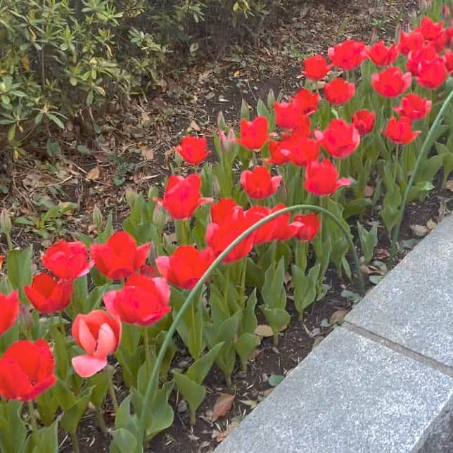 村田実果子さんのインスタグラム写真 - (村田実果子Instagram)「⠀   チューリップアピールすごいけど、これはお花見の写真です スタバの新作美味しかった🍪 ⠀ #花見#ピクニック」3月31日 5時19分 - mikaphith