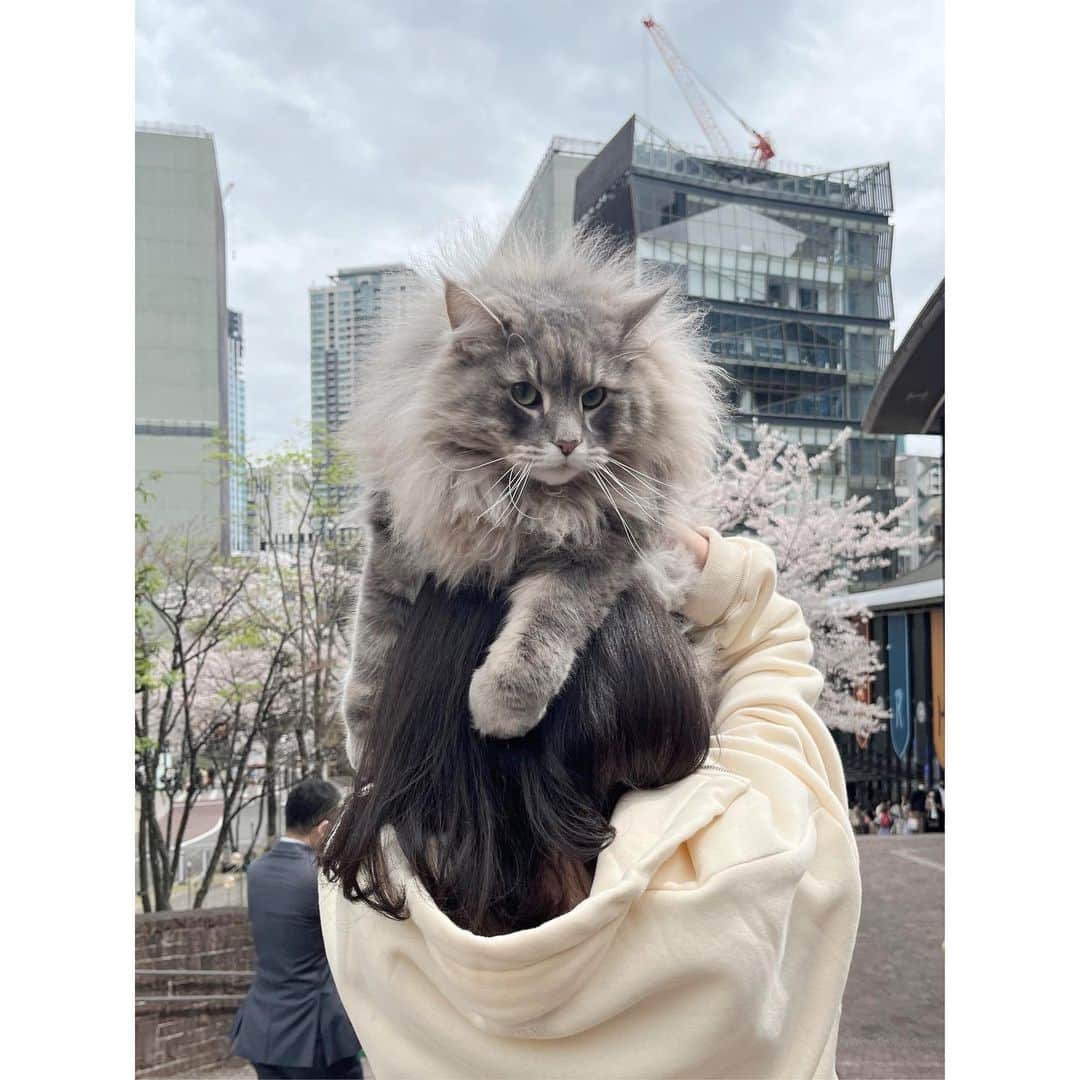 立花陽香さんのインスタグラム写真 - (立花陽香Instagram)「大好きな愛猫のタマ🐱と、近所でお花見🌸  #赤坂 #お花見 #桜 #猫 #大型猫 #ノルウェージャンフォレストキャット」3月31日 5時23分 - haruka_4