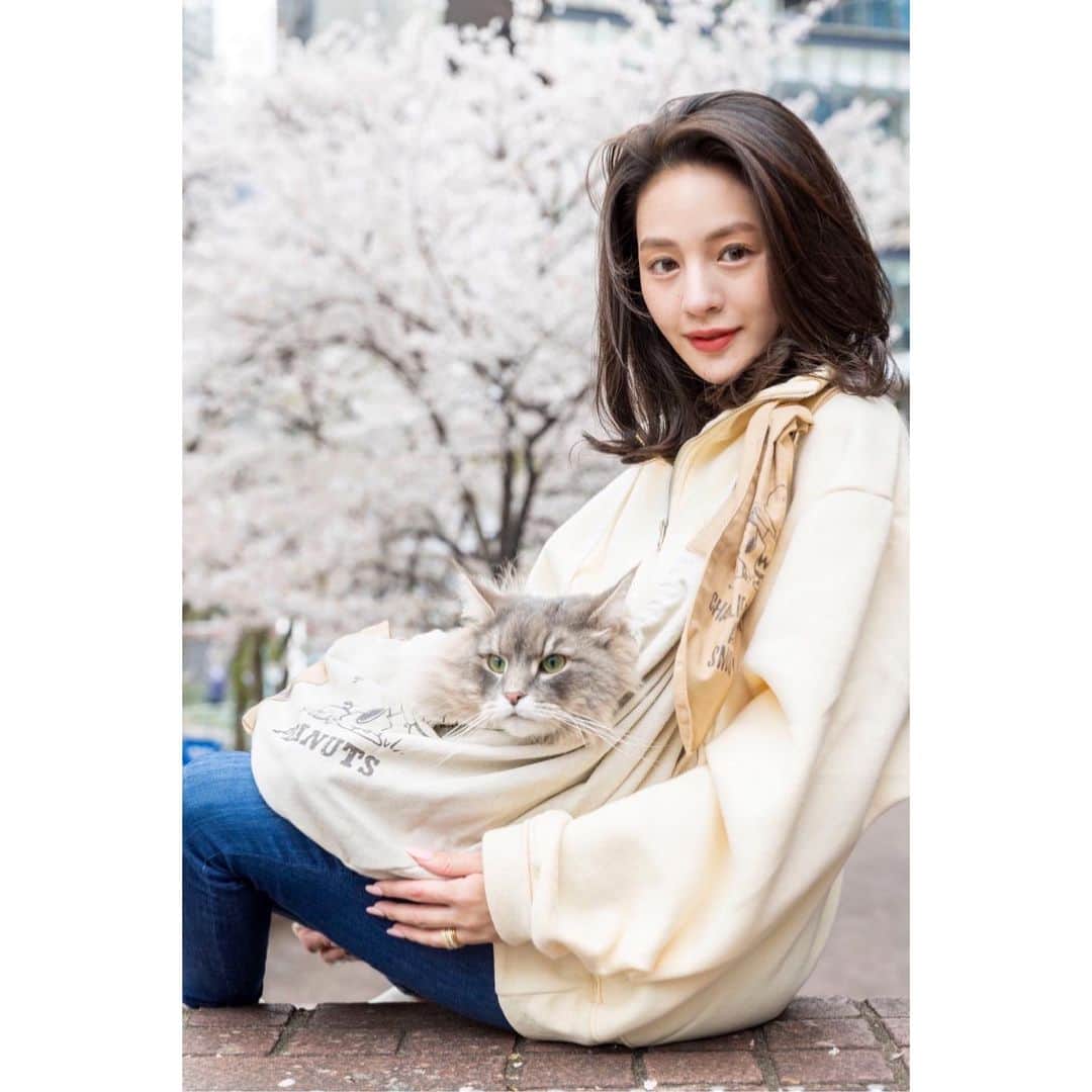 立花陽香のインスタグラム：「大好きな愛猫のタマ🐱と、近所でお花見🌸  #赤坂 #お花見 #桜 #猫 #大型猫 #ノルウェージャンフォレストキャット」