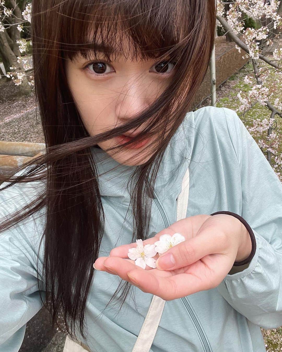 小西桜子さんのインスタグラム写真 - (小西桜子Instagram)「🏃‍♀️👟🌸 今年はゆっくりお花見っていうのはできてないけど、行く先々にたくさん咲いてて、やっぱりきれいだなーとか、見るだけで元気になるなーて思います。雨続きで桜いっぱい散っちゃってかなしいけど、持って帰って押し花にしました。  そういえば、ちょっと前に最後のラインブログさん投稿しました。編集したりとかコメントしたりとかはできないけど、まだ見ることはできるみたい。(すでにすごく編集したい…) リンクはまだ貼っておきます。」3月31日 12時02分 - sakurako_kns