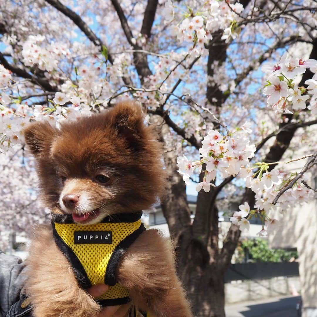 MAKIDAIさんのインスタグラム写真 - (MAKIDAIInstagram)「🧸🌸#fbf #チョコポメ #chocolatepomeranian」3月31日 11時58分 - exile_makidai_pkcz