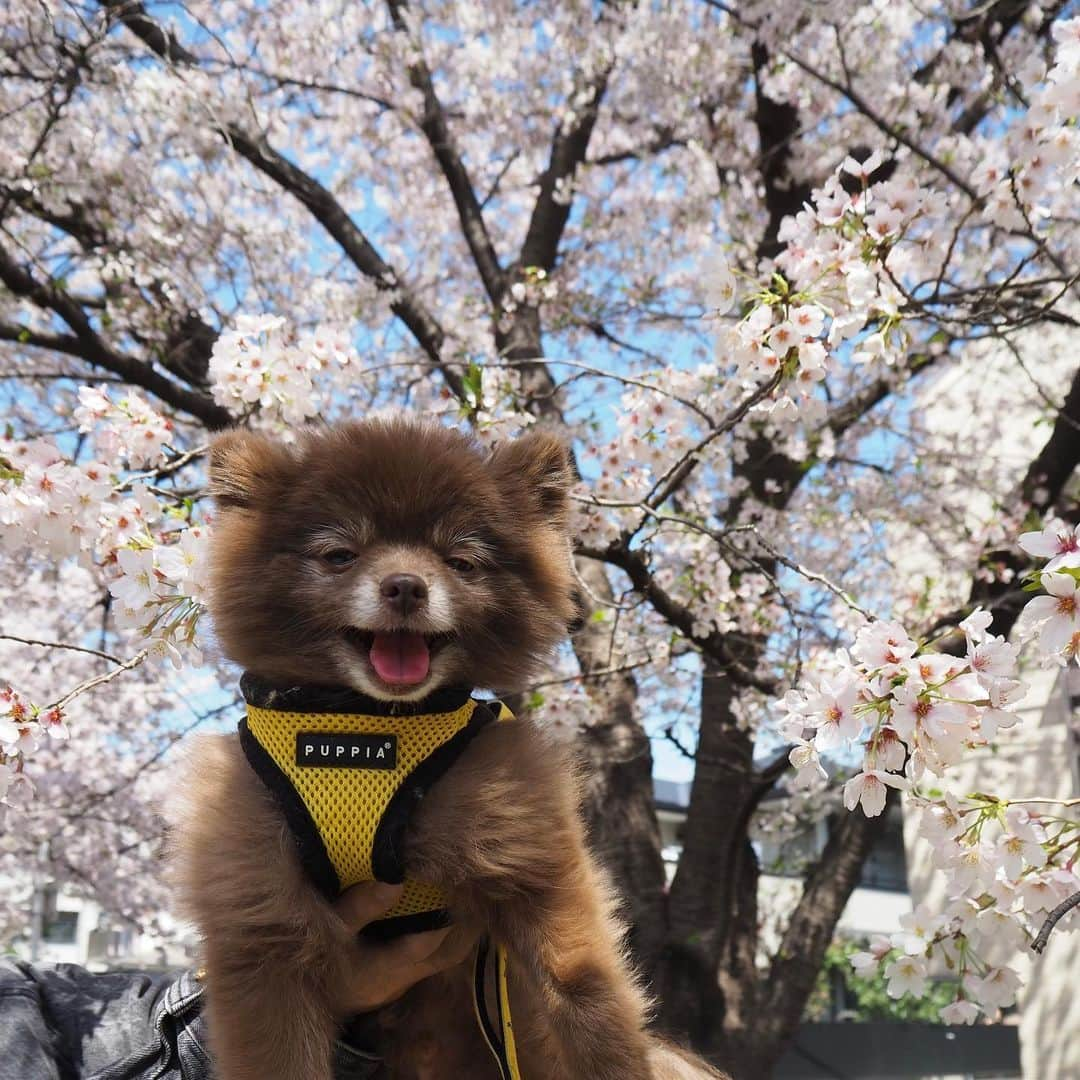 MAKIDAIさんのインスタグラム写真 - (MAKIDAIInstagram)「🧸🌸#fbf #チョコポメ #chocolatepomeranian」3月31日 11時58分 - exile_makidai_pkcz