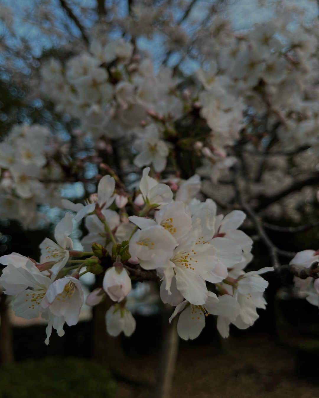 五月のインスタグラム：「𝖨 𝖾𝗇𝗃𝗈𝗒 𝗍𝗁𝖾 𝟦 𝗌𝖾𝖺𝗌𝗈𝗇𝗌 🌸」