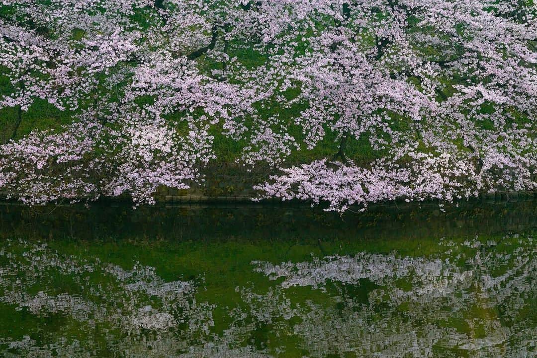 Michael Yamashitaさんのインスタグラム写真 - (Michael YamashitaInstagram)「Sure sign of spring: Cherry blossoms along the moat of the Imperial Palace, Chidorigafuchi, Tokyo, Japan . #cherryblossom #chidorigafuchi #imperialpalacetokyo」3月31日 6時50分 - yamashitaphoto