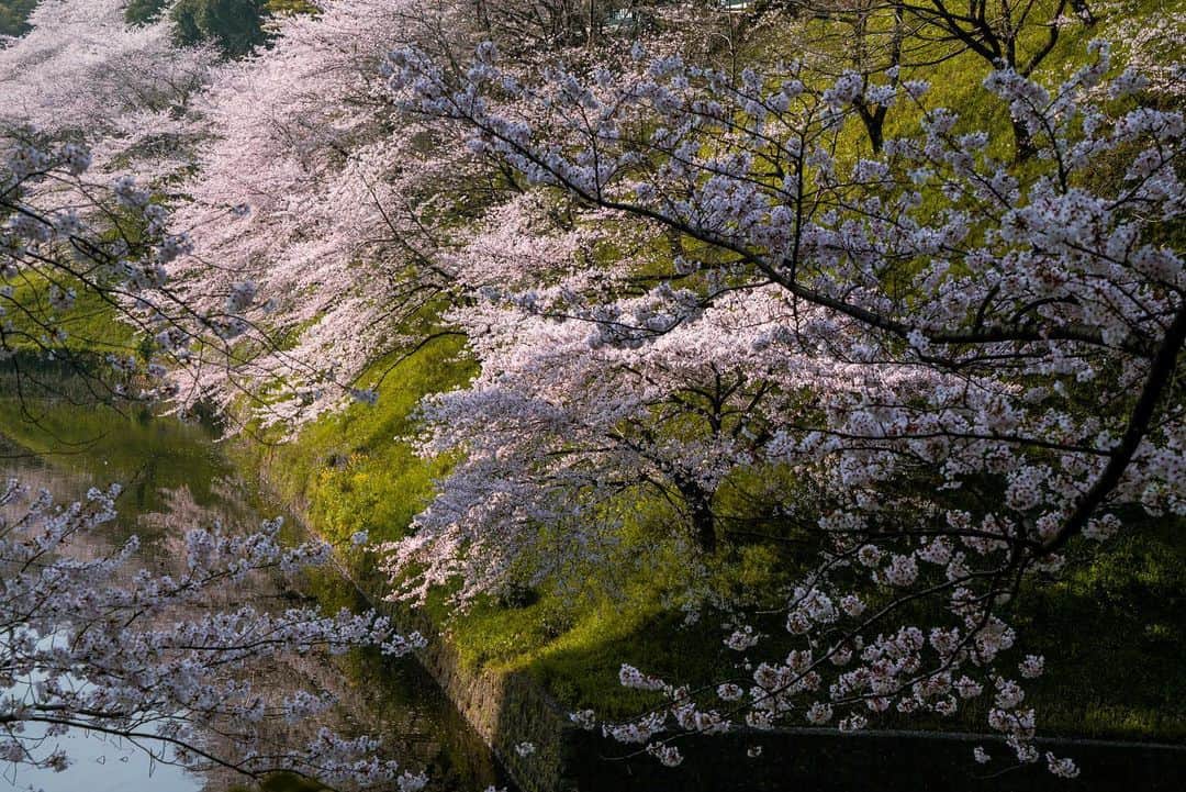 Michael Yamashitaさんのインスタグラム写真 - (Michael YamashitaInstagram)「Sure sign of spring: Cherry blossoms along the moat of the Imperial Palace, Chidorigafuchi, Tokyo, Japan . #cherryblossom #chidorigafuchi #imperialpalacetokyo」3月31日 6時50分 - yamashitaphoto