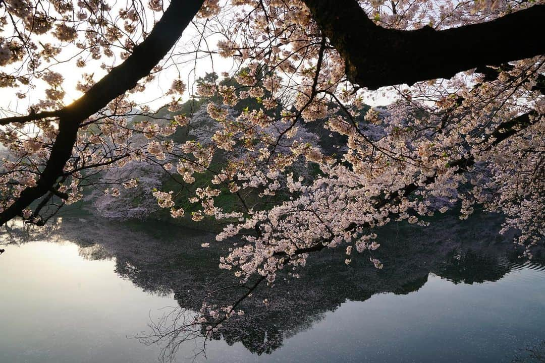 Michael Yamashitaさんのインスタグラム写真 - (Michael YamashitaInstagram)「Sure sign of spring: Cherry blossoms along the moat of the Imperial Palace, Chidorigafuchi, Tokyo, Japan . #cherryblossom #chidorigafuchi #imperialpalacetokyo」3月31日 6時50分 - yamashitaphoto