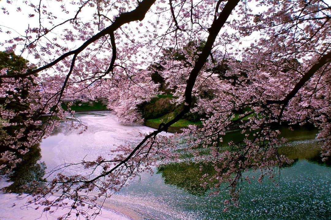 Michael Yamashitaのインスタグラム：「Sure sign of spring: Cherry blossoms along the moat of the Imperial Palace, Chidorigafuchi, Tokyo, Japan . #cherryblossom #chidorigafuchi #imperialpalacetokyo」