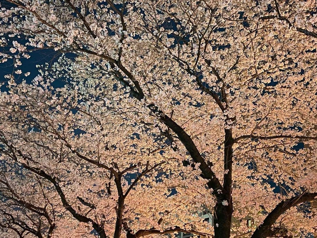 金子エミさんのインスタグラム写真 - (金子エミInstagram)「東京／目黒川付近の桜は満開🌸✨ ライトアップされた桜は 一段と美しさをましておりました。  ライトってキレイなものを更に美しく見せてくれて 重要ね^ ^🌸💡✨  #日本#桜#目黒川 #さくら祭り」3月31日 6時53分 - emikaneko1114