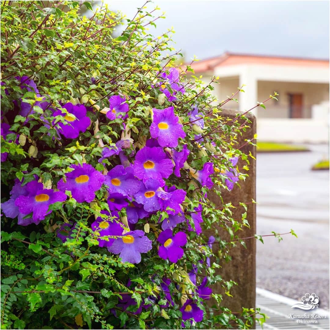 カヌチャリゾートさんのインスタグラム写真 - (カヌチャリゾートInstagram)「雨の日カヌチャ  今週の沖縄は、ぐずついたお天気が続いていますが カヌチャの花たちは、雨の日でも元気いっぱい🌼 カヌチャのあちこちで綺麗な花を咲かせています。  雨上がりには、キラキラ光る雨粒を纏って いつもと違う姿を見せてくれますよ✨  雨の日ならではの素敵な景色を探してみてくださいね♪  #カヌチャリゾート　#雨　#花　#自然 #沖縄リゾート　#南国リゾート #県民プラン　#カップルプラン　#デートプラン」3月31日 7時00分 - kanucha_resort
