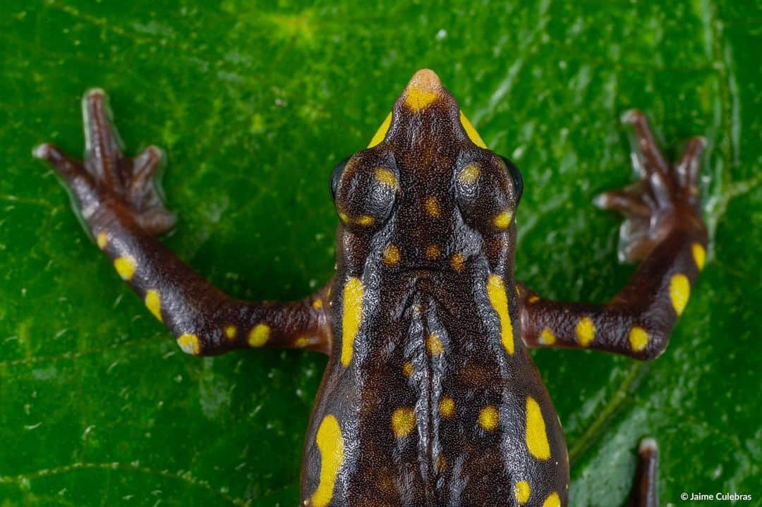 thephotosocietyのインスタグラム：「Photo by @jaime_culebras // This is the Longnose harlequin toad (Atelopus longirostris), a species that was missing for decades until it was rediscovered in 2016 in the northwestern of Ecuador, in a territory with a large-scale mining concession that was going to affect a primary forest with a high number of threatened species. Now, this Critically Endangered amphibian, together with the others, are celebrating with emotion that an Ecuadorian court has ruled that the rights of nature and the lack of environmental consultation in the territory were violated. The Ministry of the Environment granted the environmental license to the mining companies in 2014 after an Environmental Impact Study with clear signs of insufficiency. This time, nature has been heard.  #ecuador #conservation #amphibian #atelopus #harlequintoad @thephotosociety  For more images and stories about wildlife, follow @jaime_culebras.」