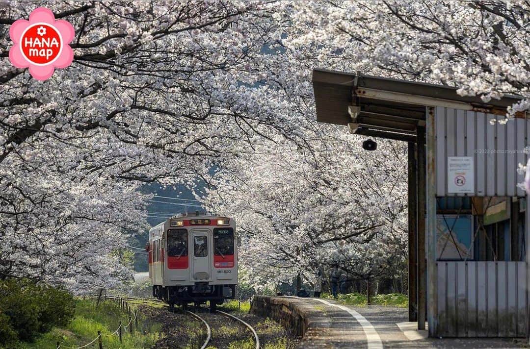 はなまっぷ❁日本の花風景さんのインスタグラム写真 - (はなまっぷ❁日本の花風景Instagram)「🌸はなまっぷの桜まつり🌸 *  @miyamycin さんの 桜に花まるを💮 * 見事に咲き誇る美しい日本の桜をありがとうございます😊🌸 * #佐賀　#浦ノ崎駅 Uranosaki Station, Saga Pref. * 🌼桜の花言葉📝🌼 精神の美 * ※見頃が過ぎている名所もご紹介させていただいています。 * 🌸•••🌸•••🌸•••🌸•••🌸•••🌸 * いつも素敵なお花をありがとうございます😊 #はなまっぷ #日本の美しい花風景#花のある風景#花#花言葉#花畑#春#花#桜#サクラ#花見#お花見#お花見スポット#sakura#cherryblossom#cherryblossoms#ソメイヨシノ#染井吉野#鉄道#駅#伊万里#伊万里市#松浦鉄道 * 🌸••••••お知らせ••••••🌸 * 花風景検索サイト　はなまっぷ https://hanamap.com 🔍「はなまっぷ」または @hanamap プロフィール欄から ぜひご覧ください * 📖🌸📖🌸📖🌸📖🌸📖 四季の花々を訪ねていきたい にっぽんの花地図 好評発売中📘 📖🌸📖🌸📖🌸📖🌸📖」3月31日 7時16分 - hanamap