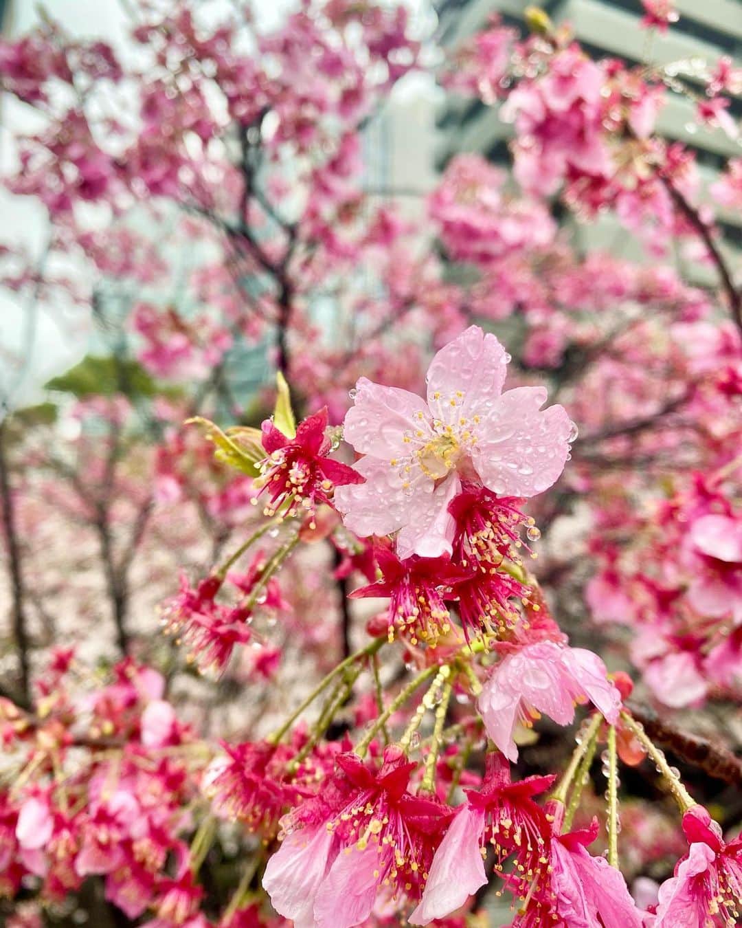 のインスタグラム：「おはようございます。 昨日から三重県にお邪魔しています。 東京で見た雨に濡れた桜も素敵でしたが、今週末はお天気に恵まれそうです🌸 ㅤㅤㅤㅤㅤㅤㅤㅤㅤㅤㅤㅤㅤㅤㅤㅤㅤㅤㅤㅤㅤㅤㅤㅤㅤㅤㅤㅤㅤㅤㅤㅤㅤㅤㅤㅤㅤㅤ 男子ゴルフツアー開幕戦 #東建ホームメイトカップ2023 を #東建多度カントリークラブ・名古屋（三重）からお届けします。 ㅤㅤㅤㅤㅤㅤㅤㅤㅤㅤㅤㅤㅤ 3大会ぶりに観客を入れての開催だからなのか、ギャラリーの熱気を初日から感じました！ 選手のみなさんのどんなプレーが見られるのか楽しみです！  現地にいらっしゃる方は、陽射しがあってあたたかくても風が少し冷たいですので、羽織ものをお忘れなく🍃  お時間合う方はぜひ中継ご覧ください！ ㅤㅤㅤㅤㅤㅤㅤㅤㅤㅤㅤㅤㅤ ＜放送日時＞ テレビ東京系列６局ネット 4月1日（土）午後4:00～5:15 4月2日（日）午後4:00～5:15」