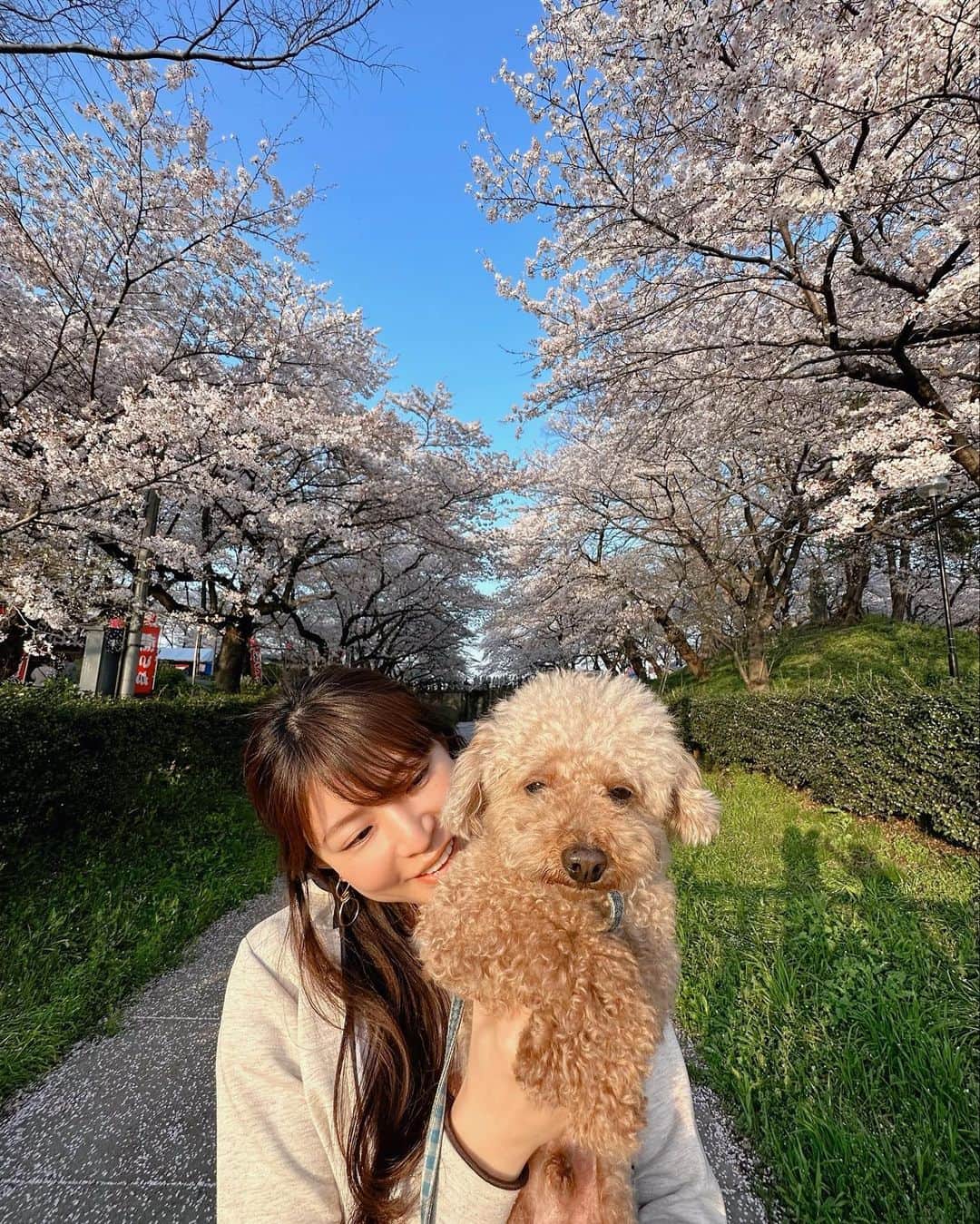 熱田久美のインスタグラム：「@kuumi1125 ←カフェアカウント🪿🤍  ------------------------------------  おはようございます~~~ 初めての予約投稿。ちゃんと出来てるかな…👂  さて！ここは何年か前、写真展の撮影の時に来たことがあって、その時は6月で全面紫陽花でした！  だから、桜の時期は初めて🌸  すごい桜の量で、奥行きがもう！ 平日に行ったけど、かなりの人で…屋台ももりだくさん。 どこ撮っても桜ばっかりで映えるし、すごく楽しかったー📷´-  ちなみに菜の花もあったよ✨️ まだ週末間に合うかも！？  .....k.u.u.m.i.1.1.2.5.................................. いいね・コメントありがとうございます。 フォローはこちらから☞ @kuumi1125 ‎✿  忘れないように【保存】もしてね🔖☝️ 後で簡単にカフェ情報を振り返れます。 ...............................................t.a.g.........  #くぅかふぇ #くみほ #カフェ好き女子 #カフェ好きな人と繋がりたい #東京カフェ巡り #東京カフェ部 #東京カフェ #東京カフェめぐり #お花見 #花見スポット #夜桜 #花見🌸 #トイプードル男の子  #わんことお出かけ #権現堂 #権現堂桜堤 #権現堂公園 #埼玉観光 #桜まつり #桜まつり2023🌸 #コバトン #埼玉さんぽ #さくら🌸 #トイプードル好きな人と繋がりたい #トイプードル好き  ..........................................................................  ‪・わんこアカウント→ @evestagraam 🐶 ‪・ダイエットアカウント→ @kuumidiet 🐷 ‪・ゴルフアカウント→ @kuumi_golf ⛳️」