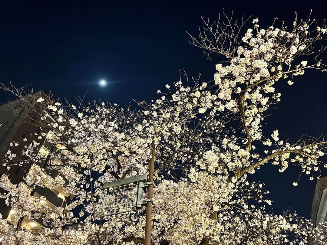 有働文子さんのインスタグラム写真 - (有働文子Instagram)「🌸🌸🌸  Cherry blossoms were as beautiful as ever. もう葉桜だよ.....  #中目黒 #目黒川 #大好きな場所  #フリーアナウンサー #アナウンサー　 #cherryblossoms #新年度スタート」3月31日 7時50分 - udou_fumiko