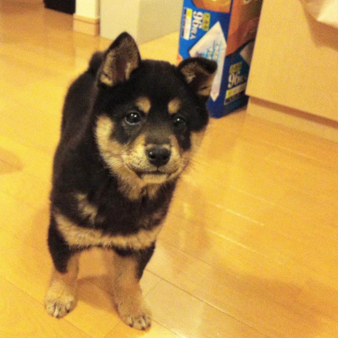 vo_coのインスタグラム：「🐾2023.03.31 ＊ これはキミがうちに来た日に家で初めて撮った1枚 こんなに小さくて天真爛漫でやんちゃだったキミ 今ではすっかり落ち着いたかわいいシニア犬になったね たくさんお友達できたね 海や雪山や色んなところに遊びに行ったね たくさんイヤイヤしたね 家族が少しずつ増えていくのを一緒に経験したね いつのまにか残された時間が過ごした時間より短くなったね うちに来てくれてありがとう キミを神様にお返しするそのときまで まだまだずっと元気でいてね 頑固でわがままでも 走れなくなっても 歩けなくなっても ずっとずっと愛してるよ ＊ 今日はこたちゃん11回目のうちの子記念日 自由にストレス無く長生きしてね ＊ #こたつうちの子記念日 11回目 #うちの子記念日 #shibastagram #instashiba #shiba #shibainu #黒柴 #柴犬」