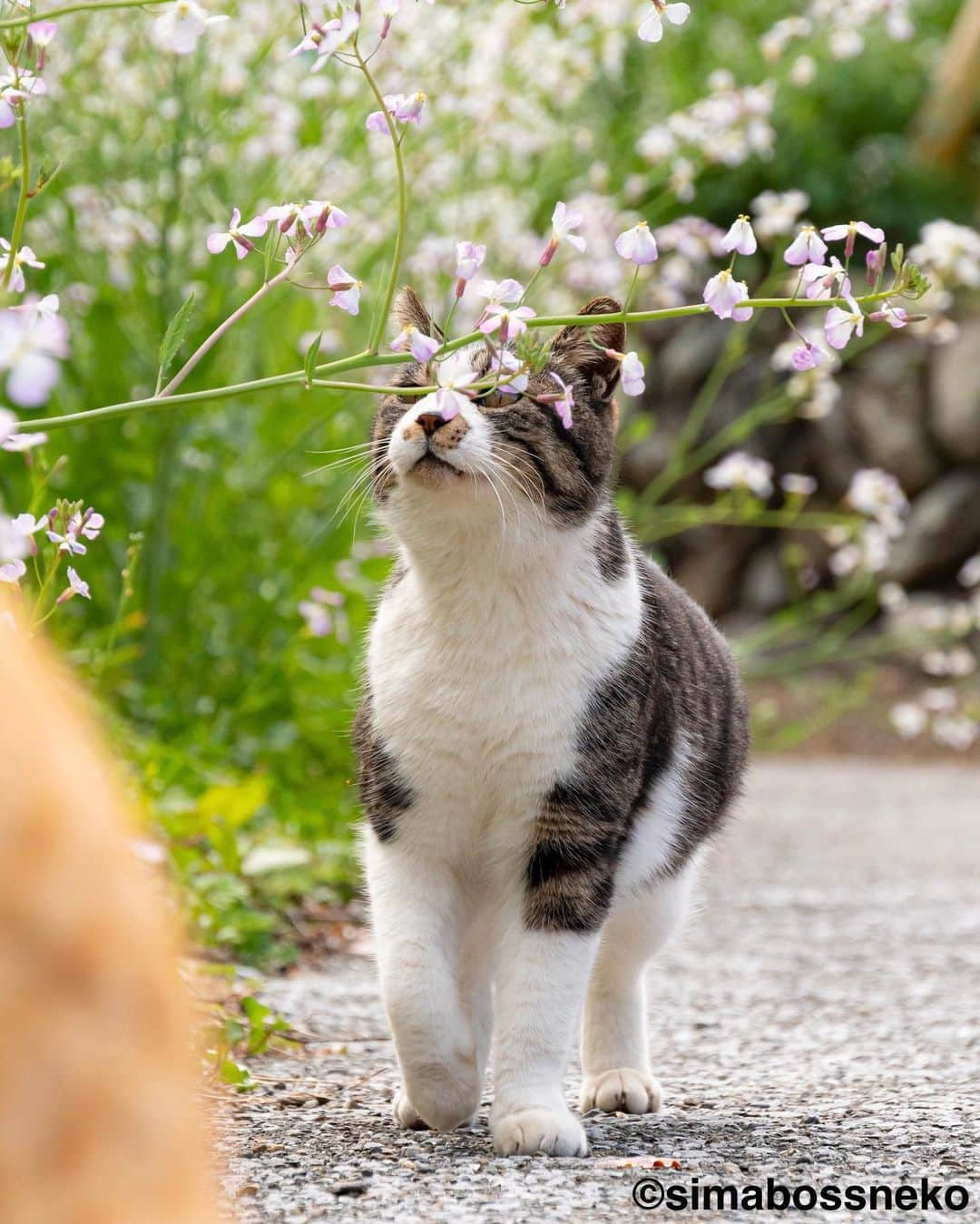 simabossnekoさんのインスタグラム写真 - (simabossnekoInstagram)「・ みんな春の花が似合うにゃね🌸 Cats look good with pretty flowers in spring❣️ Swipeしてね←←🐾  4枚目の投稿は動画です。 The 4th post is video.  〜お知らせ〜 対象書店にて、『島にゃんこ』発売＆『キス猫』重版記念フェア開催中！ 購入者限定特典は【A6サイズクリアファイル】 ※景品が無くなっている店舗がかなり出て来ております！ お早めに🐾  【対象書籍】 『島にゃんこ』（2月22日発売） 税込：1,210円 ISBN：978-4-8470-7286-4  『キス猫 - すりすり、ぎゅっ、と。 -』 税込：1,100円 ISBN：978-4-8470-9892-5  【特典内容】 もふもふ猫写真入りクリアファイル（A6サイズ）  【開催期間】 2023年2月22日（水）から フェア開始時期は店舗・地域によって異なる場合がございます。 ●書店店頭で必ずご確認下さい。  【配布方法】 フェア開催店舗にて、『島にゃんこ』『キス猫』をお買い上げのお客様に、 １冊ご購入につき１枚プレゼントいたします。 ・特典の数には限りがあります。なくなり次第終了となりますので予めご了承ください。 ・新刊「島にゃんこ」のみ取り扱いの店舗も一部ございます。  【フェア開催店舗】 ★姉川書店（にゃんこ堂） ★Cat’s Meow Books  (東京都)上記2店舗では、数量限定で『島にゃんこ』サイン入り本を販売！  ・北海道 喜久屋書店小樽店 紀伊國屋書店札幌本店 三省堂書店札幌店 喜久屋書店帯広店 ＭＡＲＵＺＥＮ＆ジュンク堂書店札幌店 紀伊國屋書店厚別店  ・岩手県 東山堂川徳店  ・宮城県 ヤマト屋書店仙台三越店 金港堂 ヤマト屋書店仙台八幡店 紀伊國屋書店仙台店  ・秋田県 ジュンク堂書店秋田店  ・山形県 みずほ八文字屋 戸田書店三川店 こまつ書店堀川町店  ・福島県 ジュンク堂書店郡山店 鹿島ブックセンター 岩瀬書店八木田店プラスゲオ  ・茨城県 ブックエースツタヤイオンタウン水戸南店 ブックエース結城店  ・埼玉県 紀伊國屋書店浦和パルコ店 三省堂書店大宮店 東京旭屋書店新越谷店 ＫａＢｏＳららぽーと新三郷店 ＴＳＵＴＡＹＡレイクタウン 紀伊國屋書店さいたま新都心店 ほんのいえ宮脇書店越谷店  ・千葉県 ときわ書房八千代台店 ＫａＢｏＳららぽーと柏の葉店 紀伊國屋書店流山おおたかの森店 東京旭屋書店船橋店  ・東京都 ＴＳＵＴＡＹＡ三軒茶屋店 丸善丸の内本店 ジュンク堂書店池袋本店 三省堂書店池袋本店 くまざわ書店千住大橋店 東京旭屋書店池袋店 紀伊國屋書店国分寺店 紀伊國屋書店西武渋谷店 紀伊國屋書店イトーヨーカドー木場店 八重洲ブックセンターＩＹ武蔵境店  ・神奈川県 紀伊國屋書店横浜店 有隣堂藤沢店 有隣堂アトレ川崎店 ＫａＢｏＳ宮前平店 紀伊國屋書店ららぽーと横浜店  ・新潟県 萬松堂 くまざわ書店長岡店  ・富山県 ツタヤブックストア藤の木店 文苑堂書店魚津サンプラザ店 明文堂書店富山新庄経堂店  ・石川県 北国書林アピタ松任店 北国書林アルプラザ店 きくざわ書店アルプラザ鹿島店 きくざわ書店ナッピィモール店 明文堂書店ＴＳＵＴＡＹＡ金沢野々市店 明文堂書店ＫＯＭＡＴＳＵ ＫａＢｏＳイオンモール新小松店  ・福井県 ＳｕｐｅｒＫａＢｏＳ敦賀店 ＳｕｐｅｒＫａＢｏＳ武生店 ＳｕｐｅｒＫａＢｏＳ鯖江店 ＫａＢｏＳ三国店 ＳｕｐｅｒＫａＢｏＳ新二の宮店 ＳｕｐｅｒＫａＢｏＳＷＡＳＳＥ店 ＳｕｐｅｒＫａＢｏＳ大和田店 勝木書店大野店 ＫａＢｏＳベル店  ・山梨県 戸田書店山梨中央店 ・長野県 ニシザワいなっせ店 ・静岡県 マルサン書店サントムーン店  ・愛知県 三省堂書店名古屋本店 ジュンク堂書店名古屋栄店  ・三重県 コメリ書房鈴鹿店 コメリ書房松阪店  ・滋賀県 ブックハウスひらがきＡスクエア店  ・京都府 大垣書店イオンモールＫＹＯＴＯ店 アバンティブックセンター洛北店  ・大阪府 紀伊國屋書店グランフロント大阪店 ジュンク堂書店天満橋店 ＴＳＵＴＡＹＡ戎橋店 紀伊國屋書店高槻阪急店 ブックスファミリア堺本店 紀伊國屋書店本町店 紀伊國屋書店天王寺ミオ店  ・兵庫県 ブックファースト阪急西宮ガーデンズ店 旭屋書店ららぽーと甲子園店  ・岡山県 啓文社岡山本店 ＴＳＵＴＡＹＡＡＺ岡南店  ・広島県 廣文館フジグラン広島店 啓文社ポートプラザ店 啓文社コア福山西店 啓文社新浜店 ジュンク堂書店広島駅前店  ・山口県 くまざわ書店下関店  ・香川県 宮脇書店南本店 宮脇書店本店  ・福岡県 丸善博多店 ジュンク堂書店福岡店 福岡金文堂行橋店  ・熊本県 蔦屋書店嘉島 ・大分県 紀伊國屋書店アミュプラザおおいた店 ・鹿児島県 ジュンク堂書店鹿児島店  各書店にてぜひ、お手に取ってみてください🥰 ・ ・ #しまねこ #島猫 #ねこ #にゃんすたぐらむ #猫写真 #cats_of_world #catloversclub #pleasantcats #catstagram #meowed #ig_japan #lumixg9」3月31日 7時52分 - simabossneko