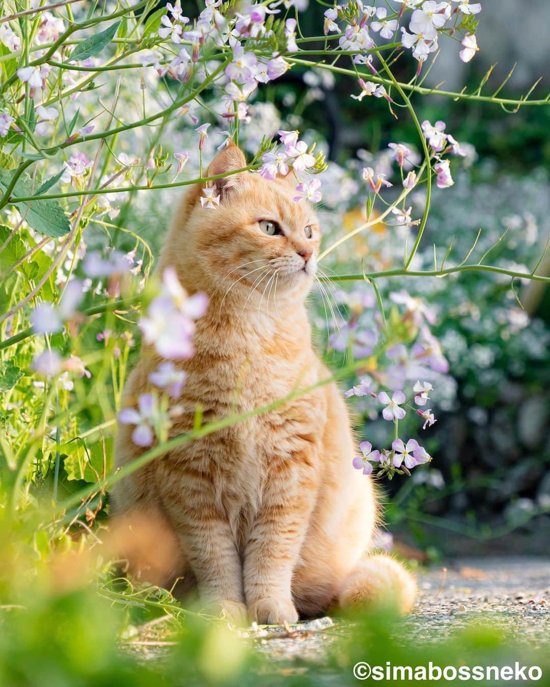 simabossnekoさんのインスタグラム写真 - (simabossnekoInstagram)「・ みんな春の花が似合うにゃね🌸 Cats look good with pretty flowers in spring❣️ Swipeしてね←←🐾  4枚目の投稿は動画です。 The 4th post is video.  〜お知らせ〜 対象書店にて、『島にゃんこ』発売＆『キス猫』重版記念フェア開催中！ 購入者限定特典は【A6サイズクリアファイル】 ※景品が無くなっている店舗がかなり出て来ております！ お早めに🐾  【対象書籍】 『島にゃんこ』（2月22日発売） 税込：1,210円 ISBN：978-4-8470-7286-4  『キス猫 - すりすり、ぎゅっ、と。 -』 税込：1,100円 ISBN：978-4-8470-9892-5  【特典内容】 もふもふ猫写真入りクリアファイル（A6サイズ）  【開催期間】 2023年2月22日（水）から フェア開始時期は店舗・地域によって異なる場合がございます。 ●書店店頭で必ずご確認下さい。  【配布方法】 フェア開催店舗にて、『島にゃんこ』『キス猫』をお買い上げのお客様に、 １冊ご購入につき１枚プレゼントいたします。 ・特典の数には限りがあります。なくなり次第終了となりますので予めご了承ください。 ・新刊「島にゃんこ」のみ取り扱いの店舗も一部ございます。  【フェア開催店舗】 ★姉川書店（にゃんこ堂） ★Cat’s Meow Books  (東京都)上記2店舗では、数量限定で『島にゃんこ』サイン入り本を販売！  ・北海道 喜久屋書店小樽店 紀伊國屋書店札幌本店 三省堂書店札幌店 喜久屋書店帯広店 ＭＡＲＵＺＥＮ＆ジュンク堂書店札幌店 紀伊國屋書店厚別店  ・岩手県 東山堂川徳店  ・宮城県 ヤマト屋書店仙台三越店 金港堂 ヤマト屋書店仙台八幡店 紀伊國屋書店仙台店  ・秋田県 ジュンク堂書店秋田店  ・山形県 みずほ八文字屋 戸田書店三川店 こまつ書店堀川町店  ・福島県 ジュンク堂書店郡山店 鹿島ブックセンター 岩瀬書店八木田店プラスゲオ  ・茨城県 ブックエースツタヤイオンタウン水戸南店 ブックエース結城店  ・埼玉県 紀伊國屋書店浦和パルコ店 三省堂書店大宮店 東京旭屋書店新越谷店 ＫａＢｏＳららぽーと新三郷店 ＴＳＵＴＡＹＡレイクタウン 紀伊國屋書店さいたま新都心店 ほんのいえ宮脇書店越谷店  ・千葉県 ときわ書房八千代台店 ＫａＢｏＳららぽーと柏の葉店 紀伊國屋書店流山おおたかの森店 東京旭屋書店船橋店  ・東京都 ＴＳＵＴＡＹＡ三軒茶屋店 丸善丸の内本店 ジュンク堂書店池袋本店 三省堂書店池袋本店 くまざわ書店千住大橋店 東京旭屋書店池袋店 紀伊國屋書店国分寺店 紀伊國屋書店西武渋谷店 紀伊國屋書店イトーヨーカドー木場店 八重洲ブックセンターＩＹ武蔵境店  ・神奈川県 紀伊國屋書店横浜店 有隣堂藤沢店 有隣堂アトレ川崎店 ＫａＢｏＳ宮前平店 紀伊國屋書店ららぽーと横浜店  ・新潟県 萬松堂 くまざわ書店長岡店  ・富山県 ツタヤブックストア藤の木店 文苑堂書店魚津サンプラザ店 明文堂書店富山新庄経堂店  ・石川県 北国書林アピタ松任店 北国書林アルプラザ店 きくざわ書店アルプラザ鹿島店 きくざわ書店ナッピィモール店 明文堂書店ＴＳＵＴＡＹＡ金沢野々市店 明文堂書店ＫＯＭＡＴＳＵ ＫａＢｏＳイオンモール新小松店  ・福井県 ＳｕｐｅｒＫａＢｏＳ敦賀店 ＳｕｐｅｒＫａＢｏＳ武生店 ＳｕｐｅｒＫａＢｏＳ鯖江店 ＫａＢｏＳ三国店 ＳｕｐｅｒＫａＢｏＳ新二の宮店 ＳｕｐｅｒＫａＢｏＳＷＡＳＳＥ店 ＳｕｐｅｒＫａＢｏＳ大和田店 勝木書店大野店 ＫａＢｏＳベル店  ・山梨県 戸田書店山梨中央店 ・長野県 ニシザワいなっせ店 ・静岡県 マルサン書店サントムーン店  ・愛知県 三省堂書店名古屋本店 ジュンク堂書店名古屋栄店  ・三重県 コメリ書房鈴鹿店 コメリ書房松阪店  ・滋賀県 ブックハウスひらがきＡスクエア店  ・京都府 大垣書店イオンモールＫＹＯＴＯ店 アバンティブックセンター洛北店  ・大阪府 紀伊國屋書店グランフロント大阪店 ジュンク堂書店天満橋店 ＴＳＵＴＡＹＡ戎橋店 紀伊國屋書店高槻阪急店 ブックスファミリア堺本店 紀伊國屋書店本町店 紀伊國屋書店天王寺ミオ店  ・兵庫県 ブックファースト阪急西宮ガーデンズ店 旭屋書店ららぽーと甲子園店  ・岡山県 啓文社岡山本店 ＴＳＵＴＡＹＡＡＺ岡南店  ・広島県 廣文館フジグラン広島店 啓文社ポートプラザ店 啓文社コア福山西店 啓文社新浜店 ジュンク堂書店広島駅前店  ・山口県 くまざわ書店下関店  ・香川県 宮脇書店南本店 宮脇書店本店  ・福岡県 丸善博多店 ジュンク堂書店福岡店 福岡金文堂行橋店  ・熊本県 蔦屋書店嘉島 ・大分県 紀伊國屋書店アミュプラザおおいた店 ・鹿児島県 ジュンク堂書店鹿児島店  各書店にてぜひ、お手に取ってみてください🥰 ・ ・ #しまねこ #島猫 #ねこ #にゃんすたぐらむ #猫写真 #cats_of_world #catloversclub #pleasantcats #catstagram #meowed #ig_japan #lumixg9」3月31日 7時52分 - simabossneko