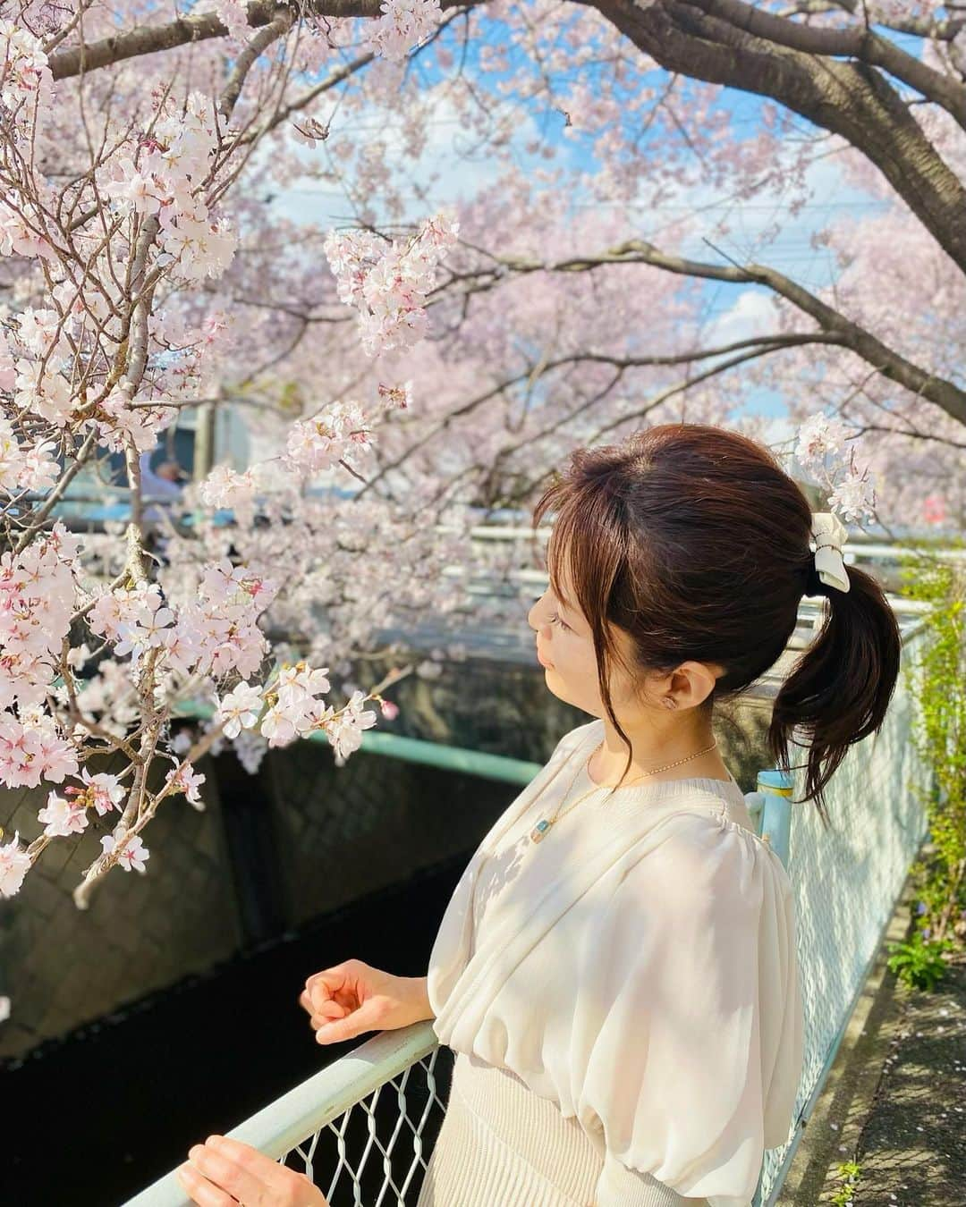 藤田りえのインスタグラム：「質問！ みんなが、桜の季節に脳内リピートする曲は何？ ⁡ ①さくらーさくらー今さきほこーる ②僕がぁ そばにいーるーよ ③さくら舞い散る中に忘れた記憶とー ④右手をつないでぇ 優しくつないでまっすぐ前を見て ⑤さくらひらひらー舞い降りて落ちて ⁡ この5つの中にあるかな？ 私はいつも① なんでか知らんけど① ③はNHKのレギュラー番組を卒業するときに、音響さんがこの曲をかけてくれた。 のでこの曲を聴くとちょっぴりおセンチになるのであった。 ⁡ #藤田りえ #48歳 #1974年生まれ #アラフィフ #アラフォー #40代 #ごきげんさんでいこう #桜 #ソメイヨシノ #満開 #桜ソング」