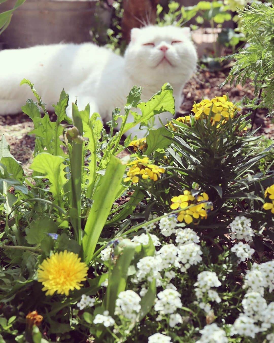 yokoのインスタグラム：「春だねえ  #しろねこマリン #おじの春休み」