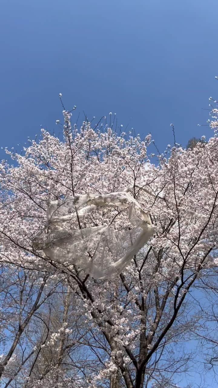 のインスタグラム：「桜に 天女の羽衣発見  いいことあるかもね〜  となりがゴルフ場だったから、⛳️そこから飛んできたと思われます  が、、、、  羽衣でいきましょう」