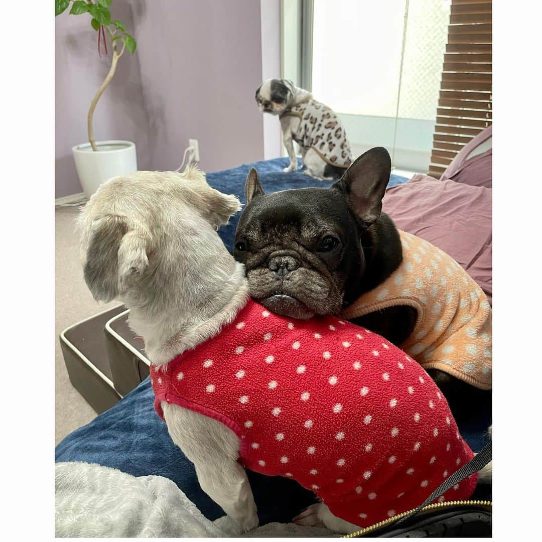 水沢史絵さんのインスタグラム写真 - (水沢史絵Instagram)「仲良いよねえ   #frenchbulldog  #shihtzu  #フレンチブルドッグ  #シーズー #おいもちゃん #こんぶちゃん」3月31日 9時07分 - mizusawafumie