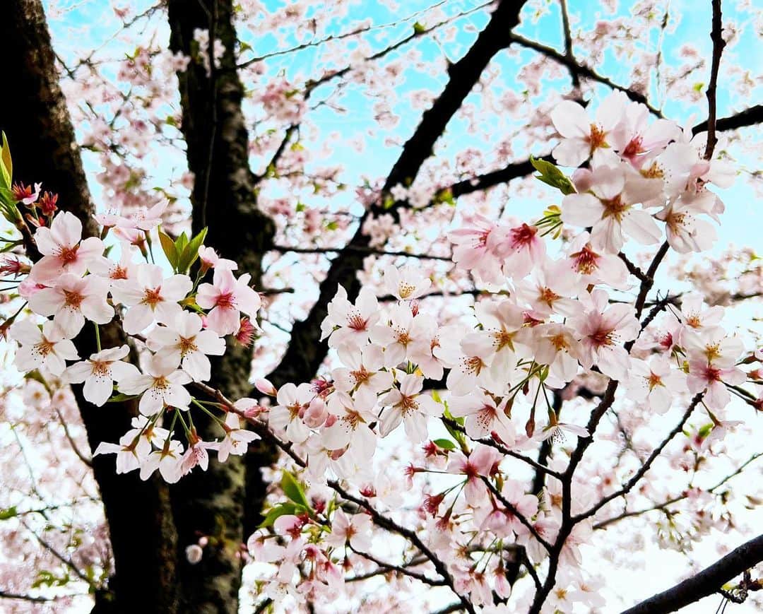 のインスタグラム：「《OhaYOKAN》  今朝の 原宿表参道は快晴なり…☀️  清々しく さわやかな朝🌅  朝ラン＆ウォークは  お仕事の関係で  少し遅い 時間からのスタートで  短めの スロージョギングでした…🏃‍♀️👟  さて  昨晩の  『昭和ムードミュージックの夕べ』  超盛り上がって 楽しいひと時でした…✨  ありがとうございました❣️  そんな  ライブの 余韻から現実の世界へ（笑）  本日は 週末＆月末の宿題三昧…✏️🎹🎼  でも  今日がんばれば一段落…💇‍♀️  事務作業等  やる事は たくさんありますが  気分的には まったり出来そうです❣️  なんて  しょっちゅう サボってまったりしてるけど（笑）  みなさま  笑顔でステキな1日を…💓  ※今朝の  『YOKAN散歩』  街角アート写真は  桜便り2023…🌸🌸🌸✨  原宿  『代々木公園』  昨日 ライブのＭＣで  代々木公園は まだ満開と言いましたが  それは 3日前の情報で最新がコチラ…🌸  場所によって差がありますが  NHK側と 日の当たりにくい奥の方は満開でしたが  その①②  お花見の 会場になっている  メインの あたりはこんな感じです…✨  2、3日前に  雨が降ったりした為か かなり…散っていました☆  その③  でも YOKAN的には  ちょっと 若葉が出てきた この時期の桜が配色的にも好きです❣️  ちなみに  この桜は花が 薄紅色から白へと色が変わる  『山桜：ヤマザクラ』  その④⑤  この 代々木公園の桜の中に  黄緑色の花を咲かせる  桜の木が あるのをご存知でしょうか❓  『鬱金桜：ウコンザクラ』  という種類で  ソメイヨシノより開花が遅いので  これから 満開の時期を迎えます…✨  しかも  この鬱金桜は 日本に27本しかなく  代々木公園には  そのうちの 2本があるので希少です…✨  お花見に 来た際は探してみてください…👀  #harajuku #omotesando #tokyo #japan #原宿 #表参道 #morning #朝 #running #朝ラン #walking #ウォーキング #YOKAN散歩  #OhaYOKAN #朝活 #YOKAN #街角アート #streetart #cherryblossom #桜 #桜便り #yoyogipark #代々木公園 #ソメイヨシノ #ヤマザクラ #鬱金桜 #インスタ映え #instagram #tokyocameraclub #笑顔でステキな1日を💓」