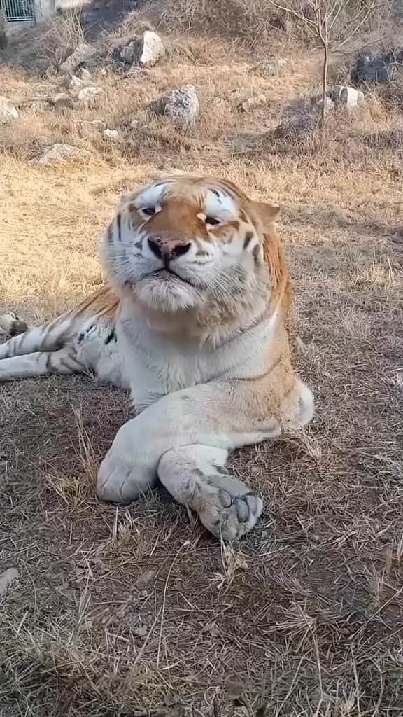 WildLifeのインスタグラム：「Video by unknown DM for credit」