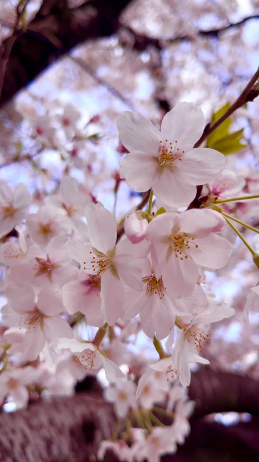 富永沙織のインスタグラム：「好きだった人を忘れるには、その人の好きだったところを自分に取り入れて、自分をもっと好きになってあげる。ずっと一緒に生きて、より素敵なあなたになる。 ・ The cherry blossoms bloomed beautifully again this year. ・ #桜満開🌸 #桜のある風景 #桜好き #悩み解決 #悩み事 #春がきた #春を感じる #springhasarrived #sakuraflower #sakuraseason #sakuratree #sakurajapan #🌸🌸🌸🌸 #桜が満開 #cherryblossom🌸 #cherryblossomseason #花を愛でる #loveflowers🌸 #春の風景 #春の香り #花見🌸 #お花見散歩 #花散歩 #花さんぽ #美しい花」