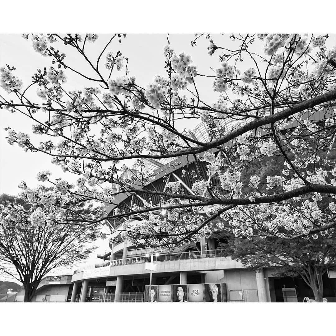 鹿島アントラーズさんのインスタグラム写真 - (鹿島アントラーズInstagram)「アントラーズ公式アプリとの連動企画「ファインダー越しの世界」  今回はカシマスタジアムの桜をお届けします！  明日の広島戦にご来場いただき、ぜひ試合前にお楽しみください！  公式アプリフォトギャラリーにはインスタでは公開していない写真をアップしています。  皆さん、ぜひ公式アプリをダウンロードして、全写真をお楽しみください。  #鹿島アントラーズ #kashimaantlers #カシマスタジアム #桜 #アントラーズ公式アプリ #ファインダー越しの世界 #作品」3月31日 9時23分 - kashima.antlers